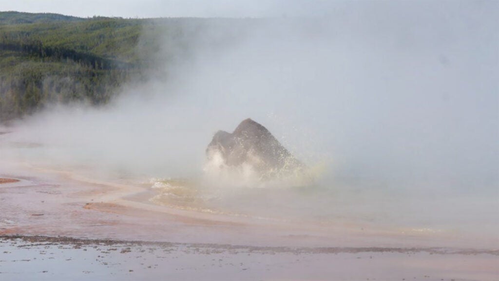Yellowstone Tourists Watched a Bison Die in a Hot Spring