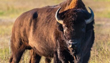 Gov. Gordon announces winner of Wild Bison Raffle