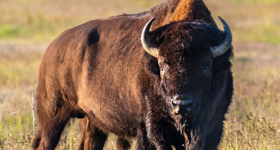 Gov. Gordon announces winner of Wild Bison Raffle