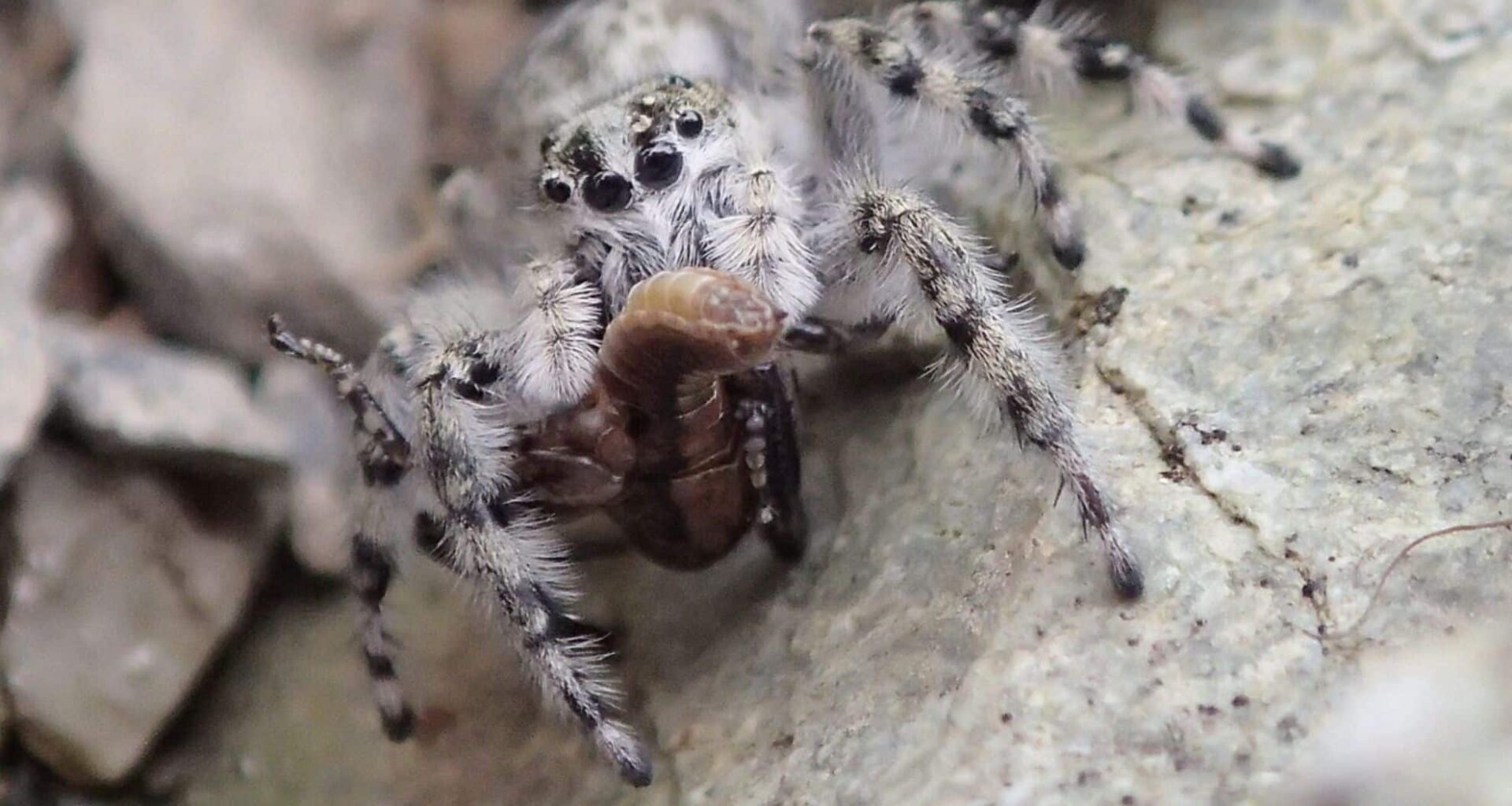Bizarre New Spider Species Discovered In New Zealand – And They’re Masters Of Camouflage