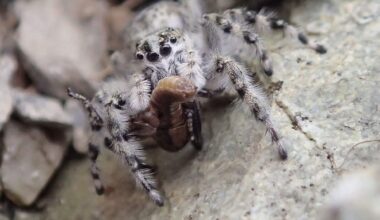Bizarre New Spider Species Discovered In New Zealand – And They’re Masters Of Camouflage