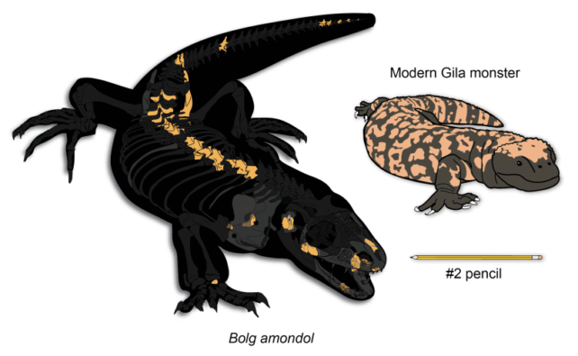 Paleontologists Discover 