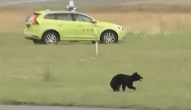 Flights Canceled After Black Bear Wreaks Havoc on Airport Runway