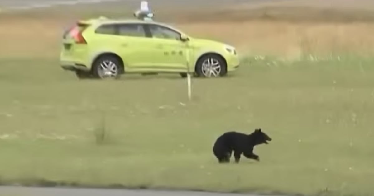 Flights Canceled After Black Bear Wreaks Havoc on Airport Runway