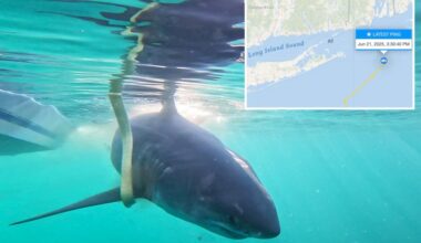 Great white shark surfaces off popular New Jersey beach coast -- on 'Jaws' anniversary