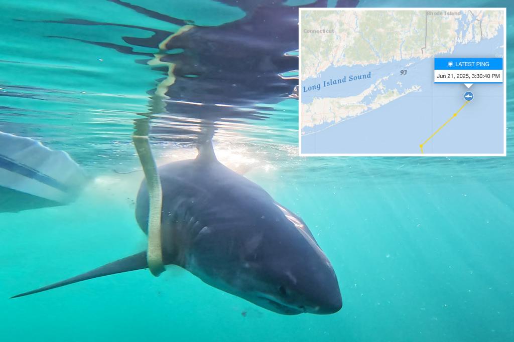 Great white shark surfaces off popular New Jersey beach coast -- on 'Jaws' anniversary