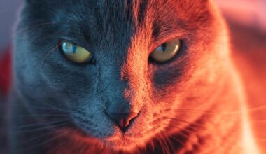 Cat Parasite Can Seriously Disrupt Brain Function, Study Suggests : ScienceAlert