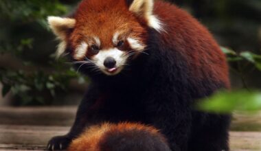 Chinese hotel ordered to cease red panda wake-up call encounters