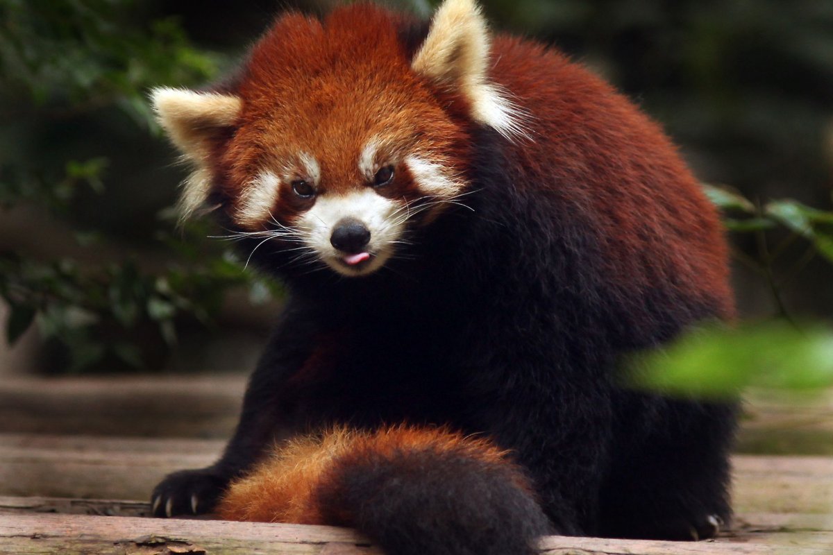 Chinese hotel ordered to cease red panda wake-up call encounters