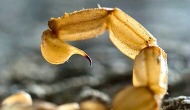Amazonian Scorpion Venom Can Kill Breast Cancer Cells, Scientists Say : ScienceAlert