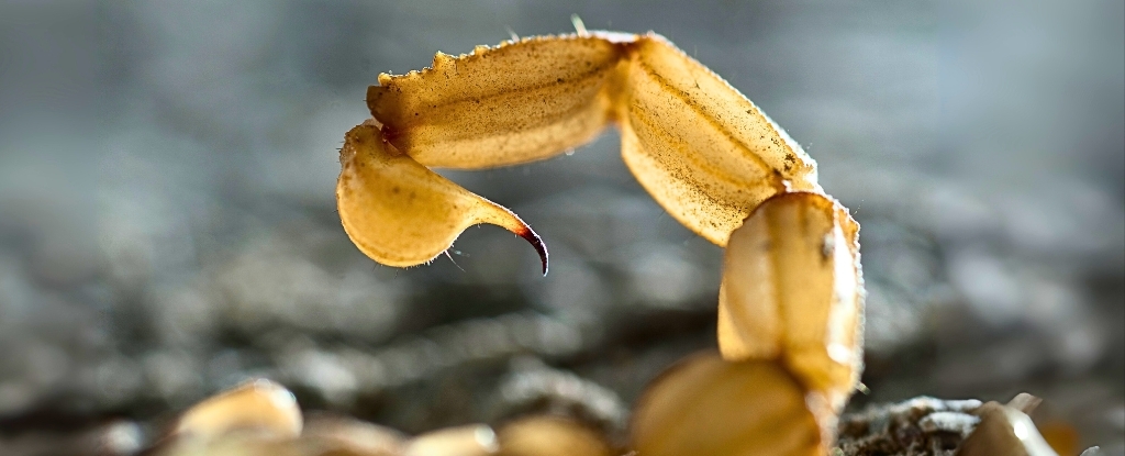 Amazonian Scorpion Venom Can Kill Breast Cancer Cells, Scientists Say : ScienceAlert