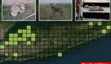 Coyotes are invading Long Island -- partly thanks to this surprising talent and NYC rats