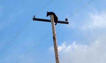 Bear climbs electrical pole near Lyons on Monday