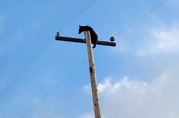 Bear climbs electrical pole near Lyons on Monday