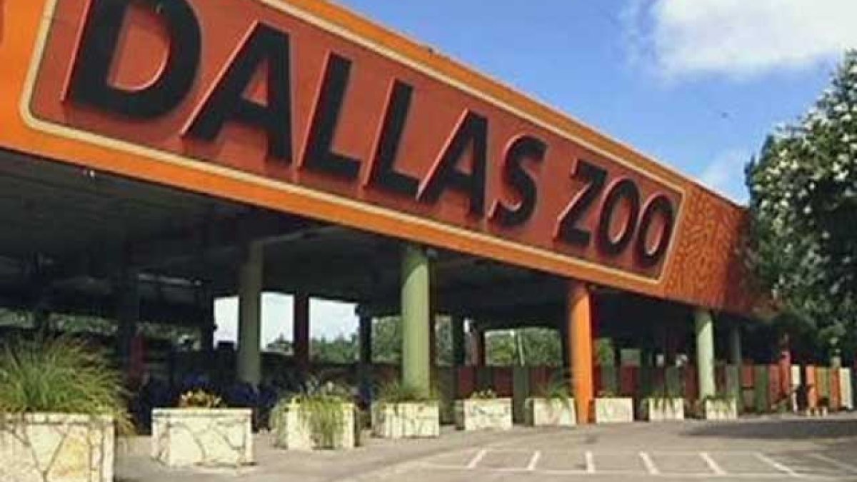 $1 tickets at the Dallas Zoo on these two days this summer – NBC 5 Dallas-Fort Worth