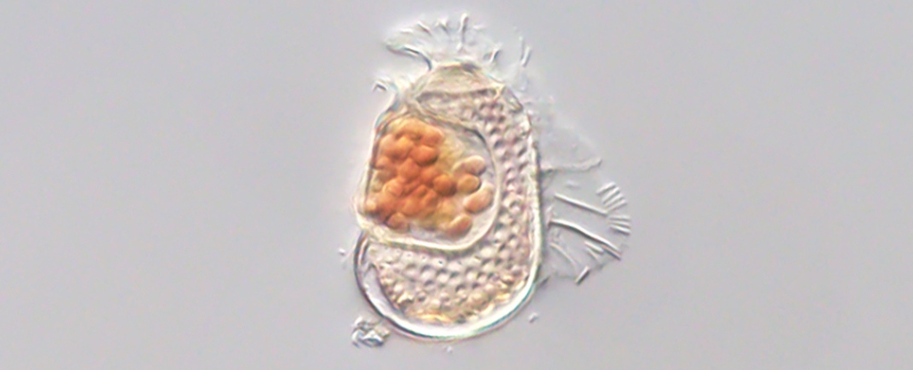 Strange Cellular Entity Challenges Very Definition of Life Itself : ScienceAlert