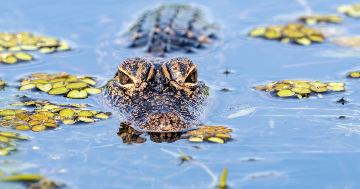 ICE ‘Joke’ to Roll Out Literal Alligators Sparks Fury