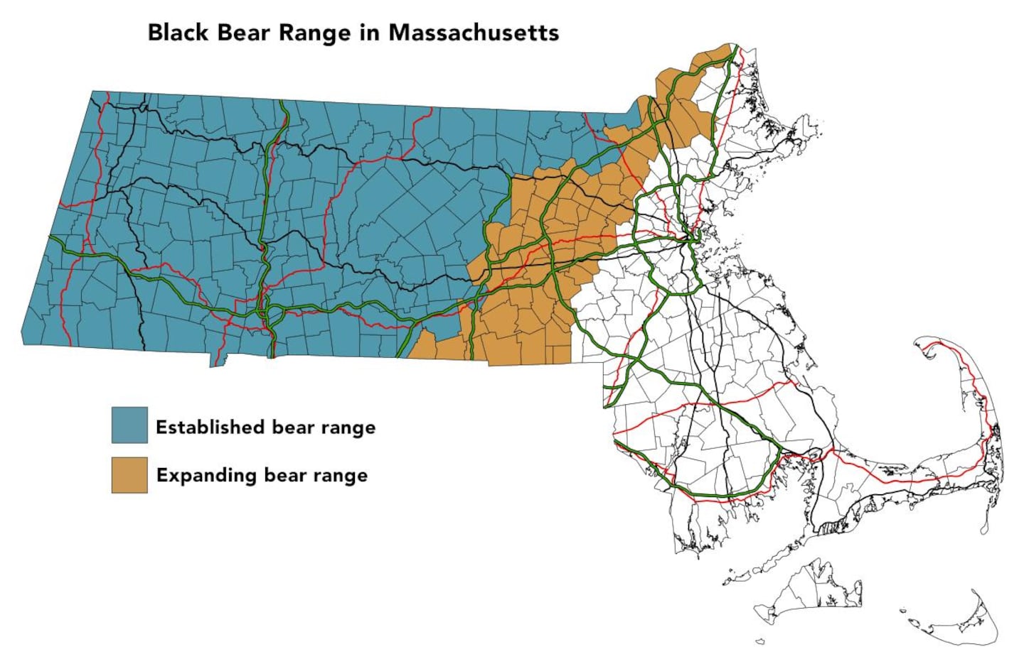 The bear population in Massachusetts is estimated to be over 4,500 and is growing and expanding eastward. Black bears live and breed in Worcester County, northern Middlesex County, and west to the Berkshires.
