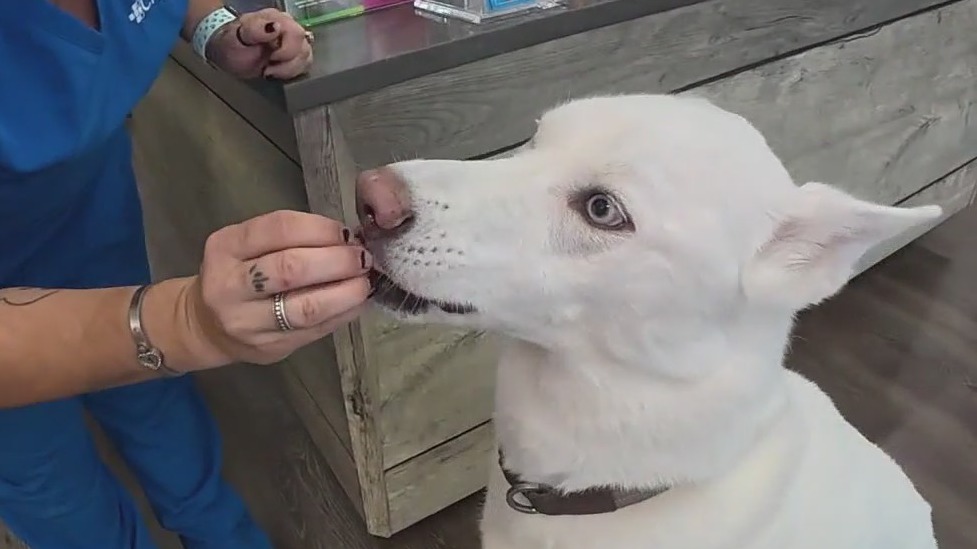 Pet safety in the Houston heat