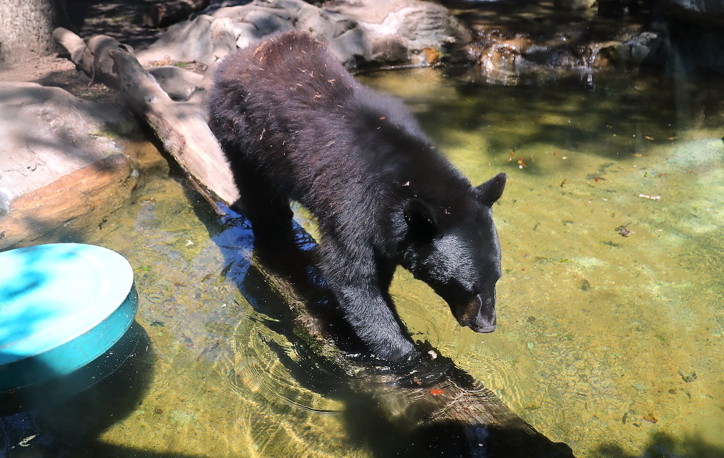 Moose, a 2 1/2 year-old black bear, walks on a log in a pond in its enclosure at the Buttonwood Park Zoo in New Bedford June 24.