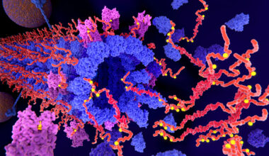 Rare Gene Mutation Delays Alzheimer’s by Damping Immune Cell Inflammatory Signaling