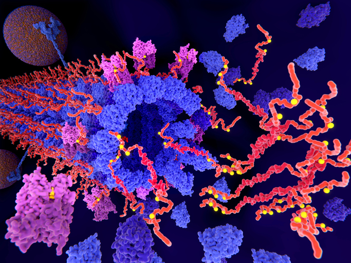 Rare Gene Mutation Delays Alzheimer’s by Damping Immune Cell Inflammatory Signaling