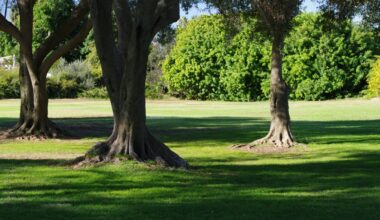 Three people transported to hospital after branch falls in La Jolla park – NBC 7 San Diego