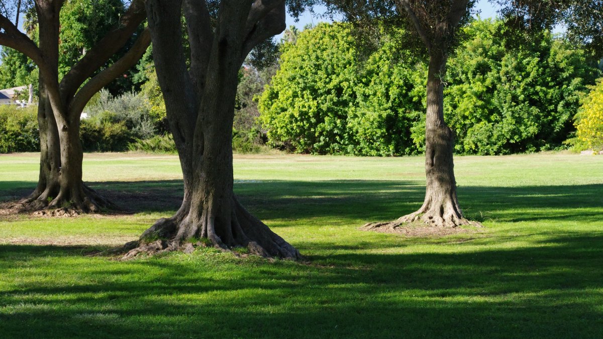 Three people transported to hospital after branch falls in La Jolla park – NBC 7 San Diego