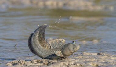 Meet nature's strangest strollers: The fish who use fins as feet to 'walk' on land