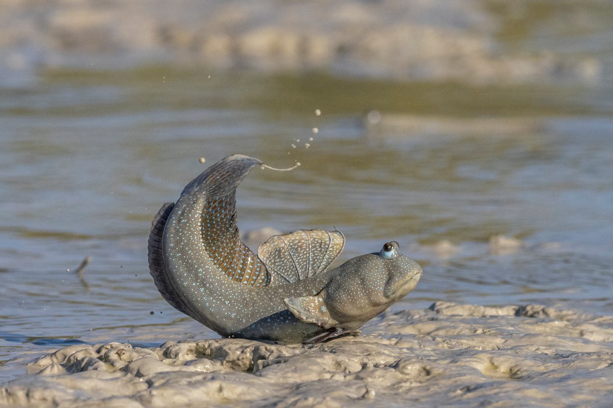 Meet nature's strangest strollers: The fish who use fins as feet to 'walk' on land