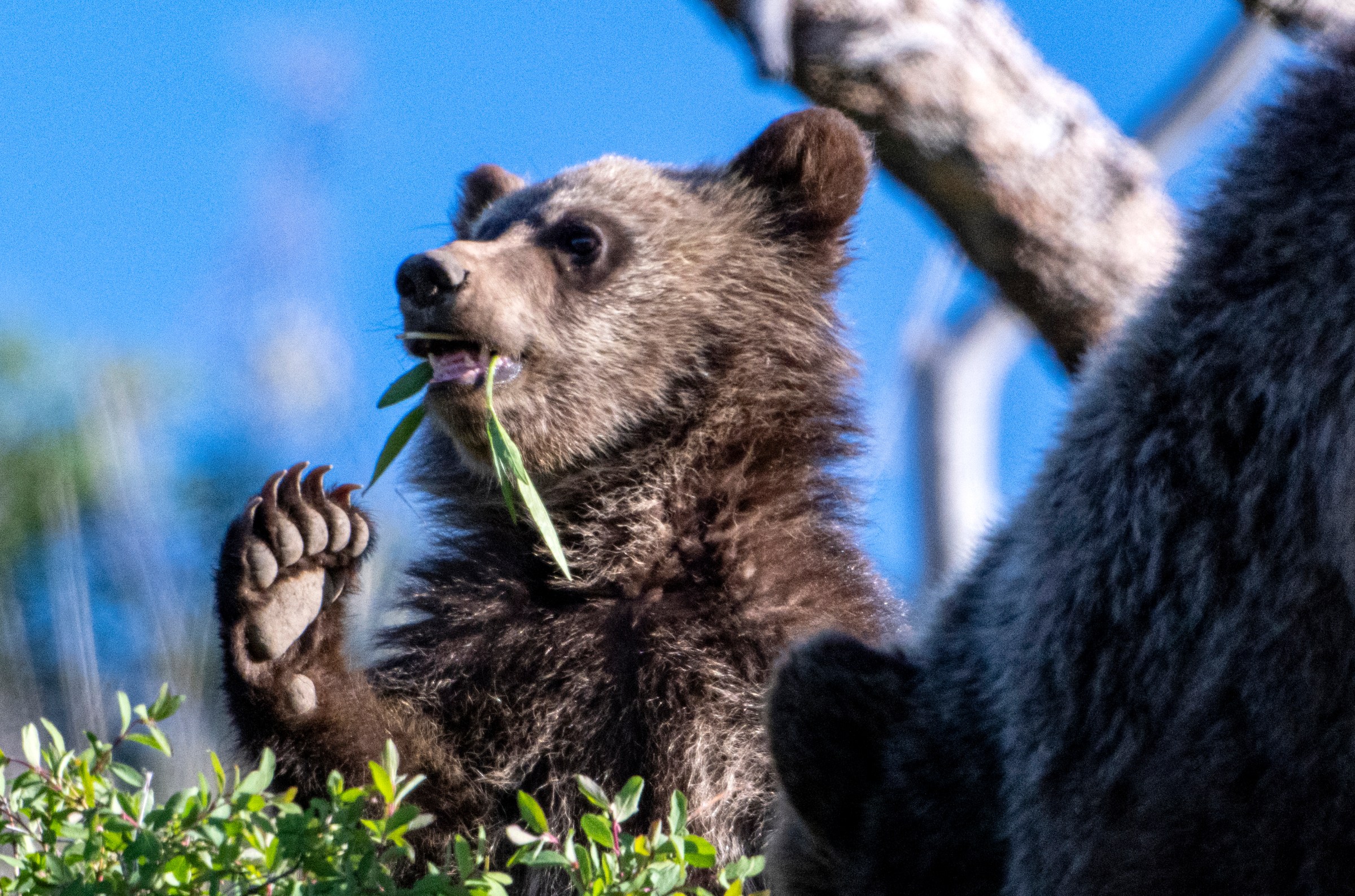 A grizzly bear cub forages for food on a hillside near the Lake Butte overlook in Yellowstone National Park, Wyoming.