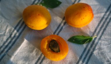 Apricots Are Surprisingly Good For the Gut, Skin, and Brain