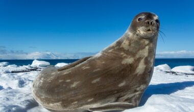 10 amazing Antarctic animals – including one with antifreeze blood and another with razor-sharp teeth to bite air holes in the ice