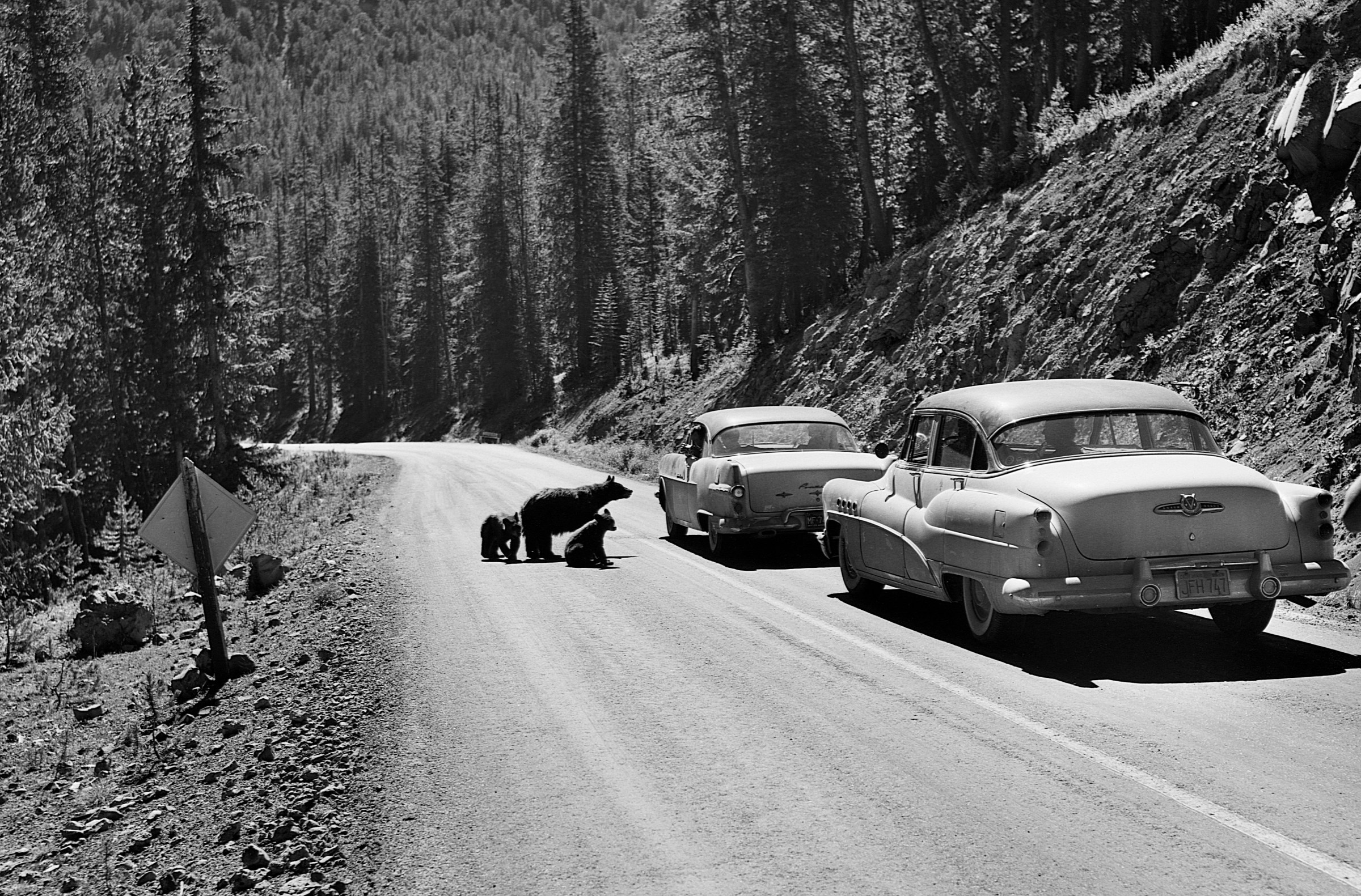 A black-and-white photo shows a dirt road through Yellowstone, with two 1950s sedans stopped on the road and a mother bear with two cubs begging at the window of the first car.