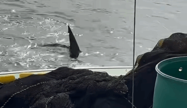 Fishermen record close encounter with great white shark off Boothbay