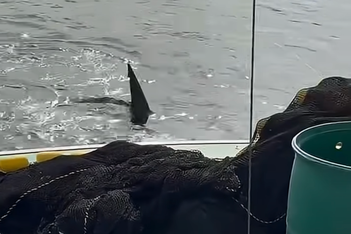 Fishermen record close encounter with great white shark off Boothbay