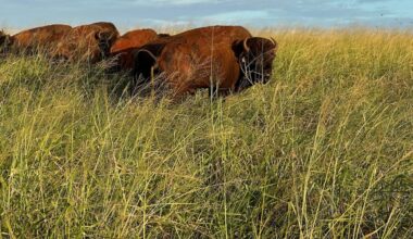 Hanalei’s herd of bison have a new home to roam