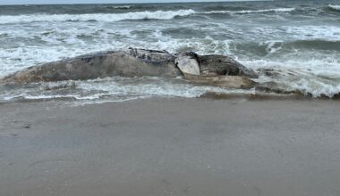 Humpback whale found washed up on Ocean County beach – NBC10 Philadelphia