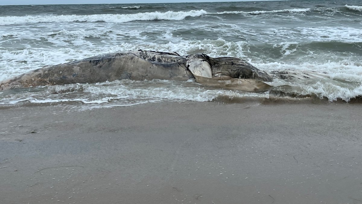 Humpback whale found washed up on Ocean County beach – NBC10 Philadelphia