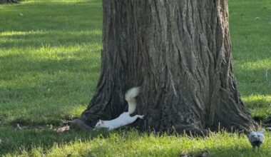 Friends of the White Whale Society Presents Trying to Cool Down