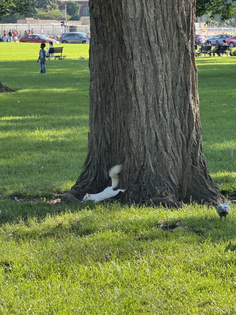 Friends of the White Whale Society Presents Trying to Cool Down