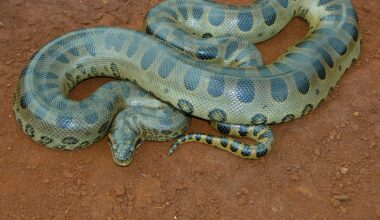 Remembering the environmentalist eaten by the world’s largest snake: challenge stopped live “She’s consuming me”