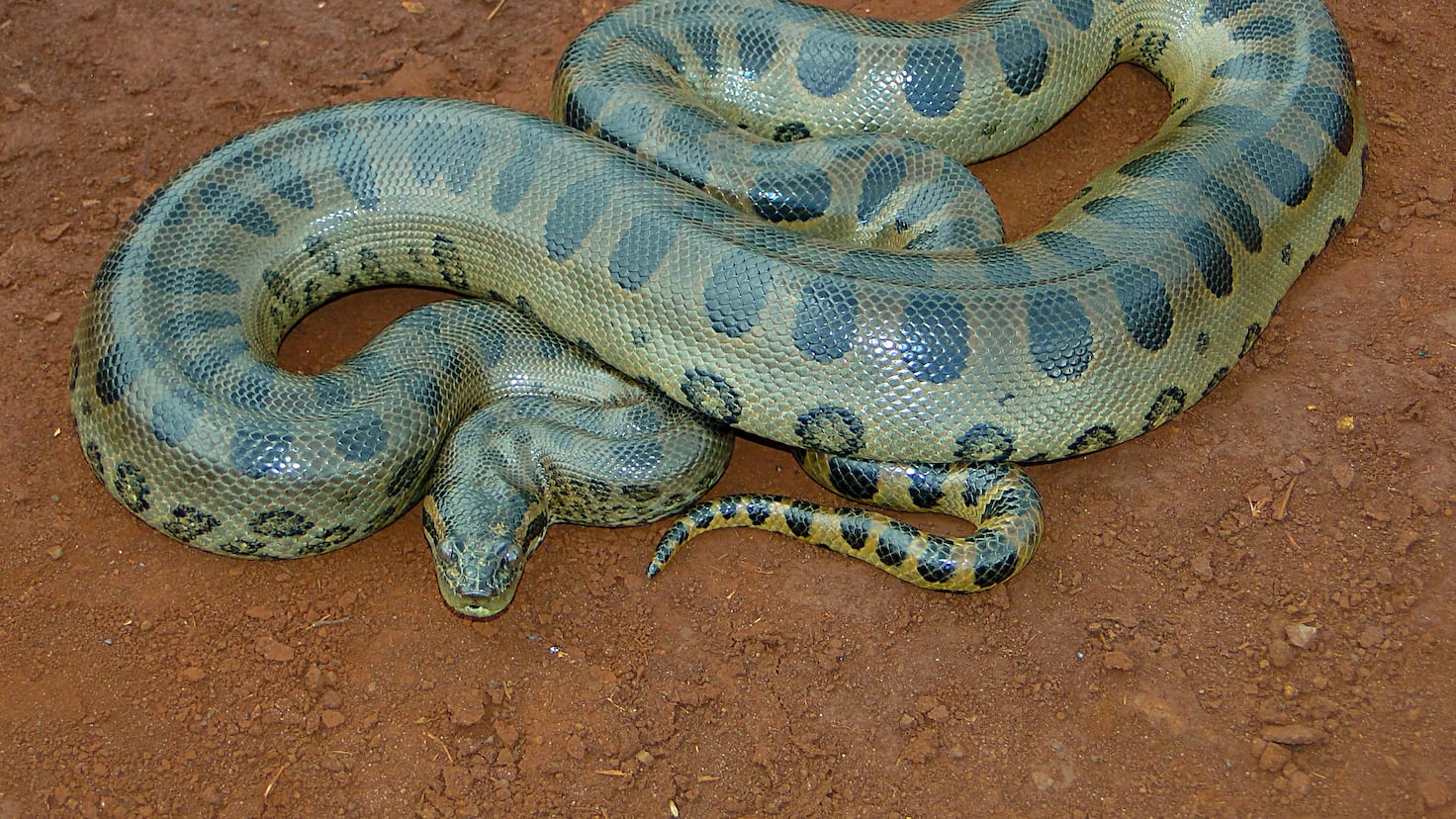 Remembering the environmentalist eaten by the world’s largest snake: challenge stopped live “She’s consuming me”