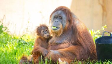Philly Zoo to celebrate the first birthday of baby orangutan – NBC10 Philadelphia