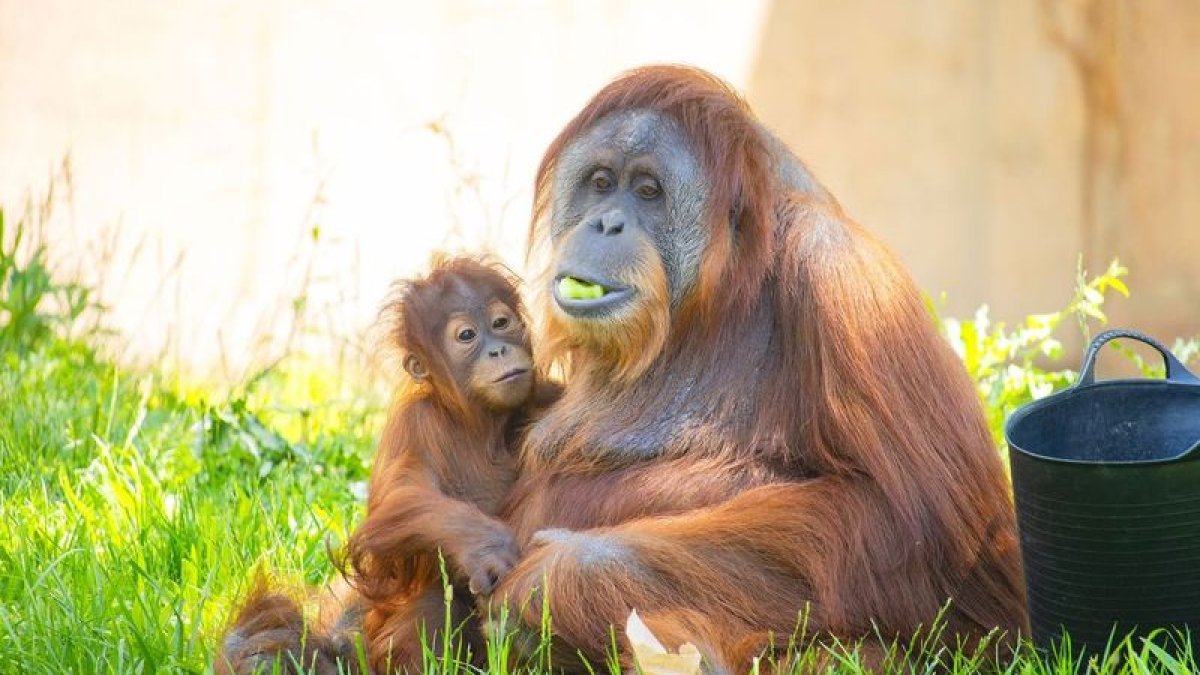 Philly Zoo to celebrate the first birthday of baby orangutan – NBC10 Philadelphia