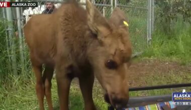 Baby moose take a ‘licking’ to news cameras on summer solstice