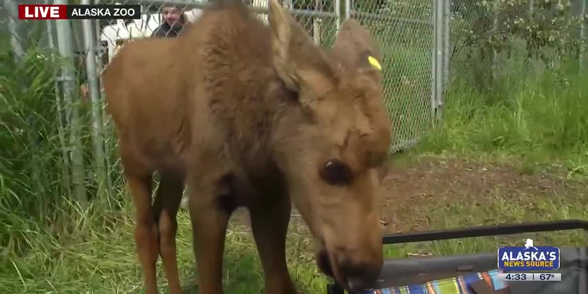 Baby moose take a ‘licking’ to news cameras on summer solstice