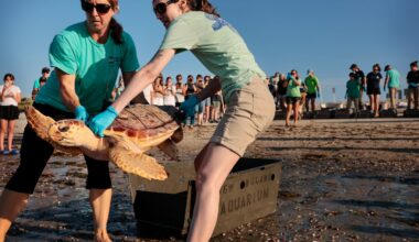 Volunteers Kat DeStefano and Emily Goczalk carried Oceanus, a loggerhead sea turtle, to the water at West Dennis Beach.