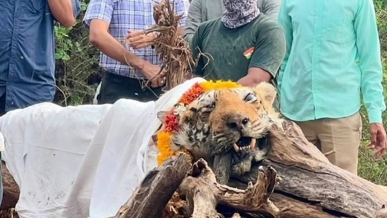 Forest officials and wildlife enthusiasts paid heartfelt tributes before Arrowhead was cremated.(X/ @ParveenKaswan)