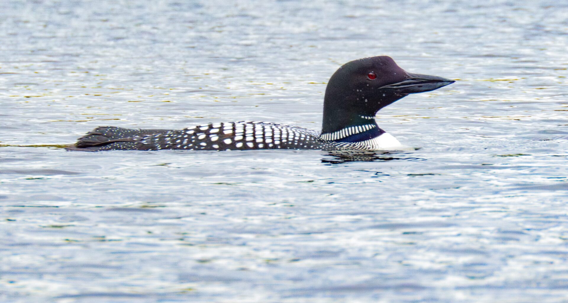 Vermont’s adult loon population is at an all-time high, but fewer chicks are surviving